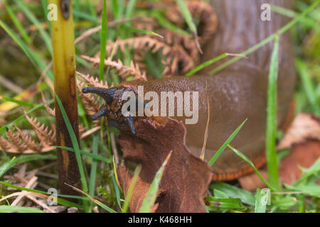 Close-up di grande di colore marrone slug con piede di colore arancione-frangia (Arion ater rufus) Foto Stock