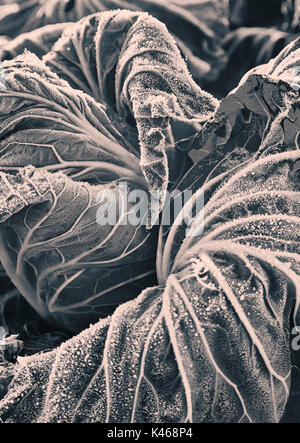 Cavolo congelati vicino in inverno. Foto Stock