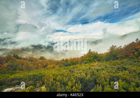 Il Pedrosa del bosco di faggio in Segovia. Castiglia e Leon. Spagna. Foto Stock