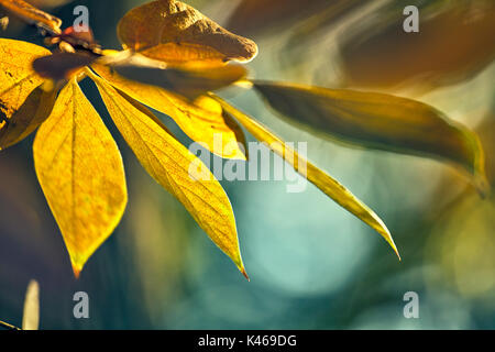 Diospyros kaki sylvestris in autunno presso il Royal Botanical Garden. Madrid. Comunità di Madrid. Spagna Foto Stock