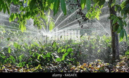 Giardino sistema automatico di irrigazione irrigazione a spruzzo prato Foto Stock