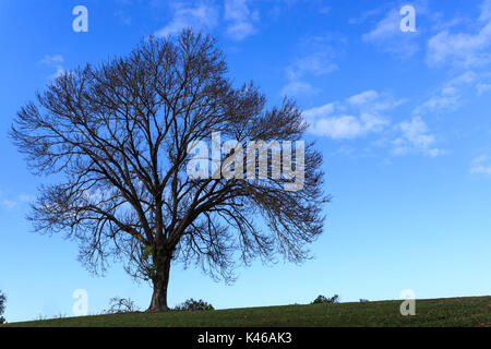 Primo piano della silhouette di un grande albero su una verde collina contro il cielo blu Foto Stock