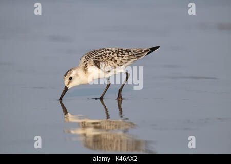 Sanderling rovistando sulla riva Foto Stock