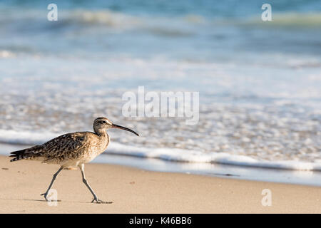 Whimbrel, shore bird passeggiate sulla spiaggia al surf vicino fino a Laguna Beach in California, Stati Uniti d'America Foto Stock