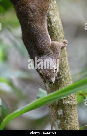 Scoiattolo, Sungei Buloh Wetland Reserve Foto Stock