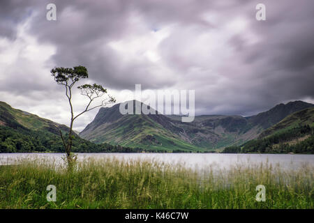 Lone Tree, buttermere, Lake District, cumbria Foto Stock