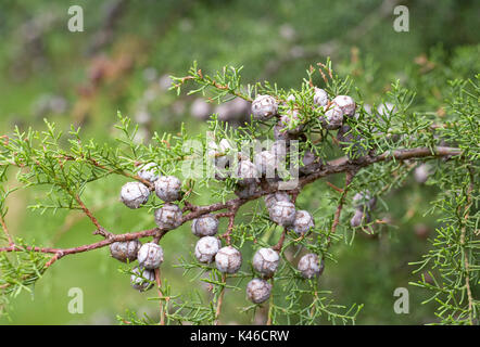 Seme di rocche su Cupressus guadalupensis var forbesii. Foto Stock
