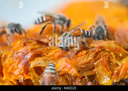 Close up miele fresco nel pettine su sfondo Foto Stock