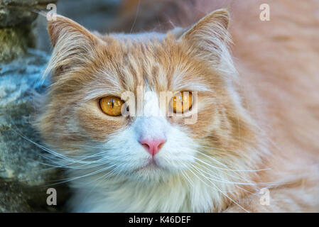 Outdoor close up ritratto di zenzero bruno gatto con gli occhi gialli Foto Stock