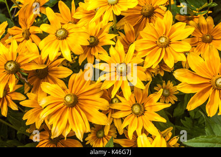 Susan Rudbeckia Prairie dagli occhi neri fiori gialli del sole in un giardino letto di fiori Foto Stock