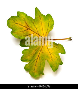 Colorato autunno foglie di quercia. Isolato su sfondo bianco. Foto Stock