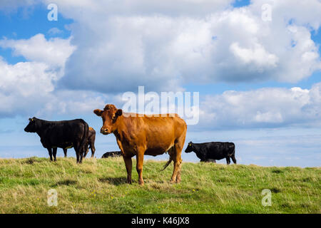 Allevamento di nero e marrone free-range vacche da latte in un campo in tarda estate. Isola di Anglesey, Galles, Regno Unito, Gran Bretagna Foto Stock