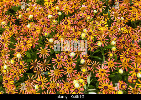 Helenium 'Loysder Wieck' Estate, Giardino, fioritura dei fiori Foto Stock