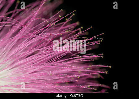 Calliandra / Acacia nemu, viola, rosa e bianco fiore, macro closeup, con piccole goccioline di acqua sulla petali, astratta, sfondo nero Foto Stock