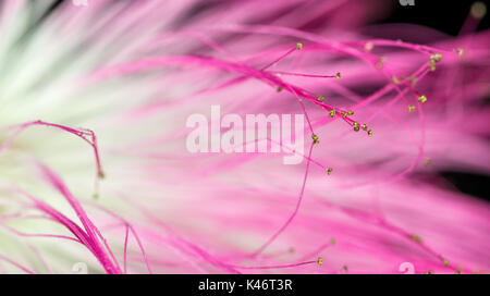 Calliandra / Acacia nemu, viola, rosa e bianco fiore, macro closeup, con piccole goccioline di acqua sulla petali, astratta, sfondo nero Foto Stock