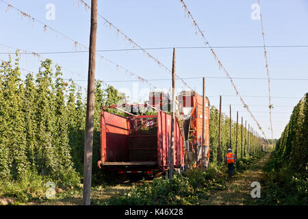 Le attrezzature di raccolta del luppolo matura "Humulus Lupus', Yakima Valley. Foto Stock