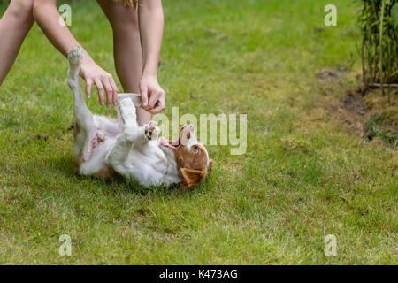 Dieci anni di ragazza roughhousing scherzosamente con i suoi due mesi di età Epagneul Breton "Archie" in Issaquah, Washington, Stati Uniti d'America Foto Stock