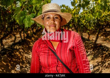 Bahia de Kino, Flora y Fauna del Desierto de Punta Chueca, San Nicolas Sonora Messico Foto Stock