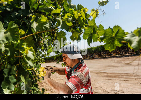 Bahia de Kino, Flora y Fauna del Desierto de Punta Chueca, San Nicolas Sonora Messico Foto Stock
