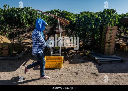 Bahia de Kino, Flora y Fauna del Desierto de Punta Chueca, San Nicolas Sonora Messico Foto Stock
