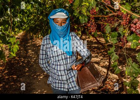 Bahia de Kino, Flora y Fauna del Desierto de Punta Chueca, San Nicolas Sonora Messico Foto Stock
