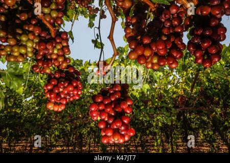 Bahia de Kino, Flora y Fauna del Desierto de Punta Chueca, San Nicolas Sonora Messico Foto Stock