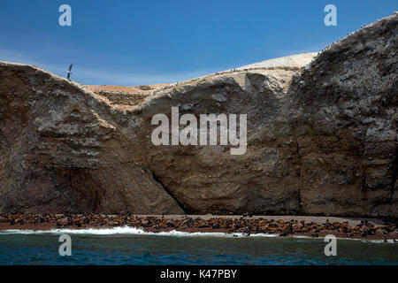 Leoni di Mare Isole Ballestas, Pisco Provincia, Regione di Ica, Perù, Sud America Foto Stock