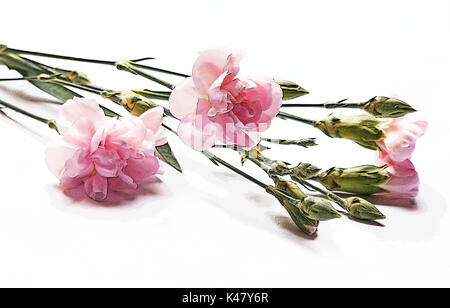 Garofani su sfondo bianco Foto Stock