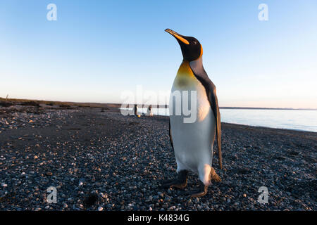 Pinguino reale (Aptenodytes patagonicus) dal Tierra del Fuego, Cile Foto Stock