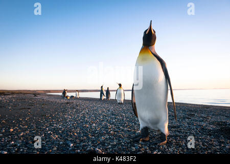 Pinguino reale (Aptenodytes patagonicus) dal Tierra del Fuego, Cile Foto Stock