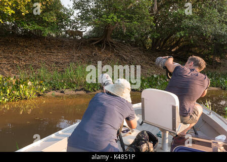 I turisti fotografare una Jaguar nel Pantanal del Nord, Brasile Foto Stock