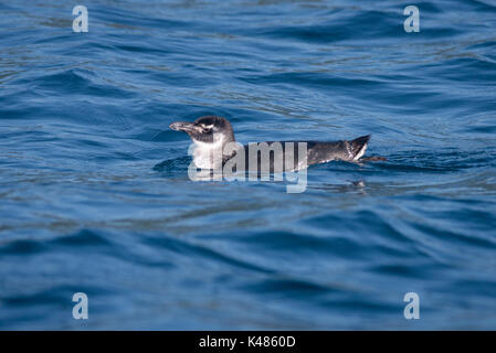 Magellanic Penguin (Spheniscus magellanicus) galleggiante sulla superficie off Ilhabela, SE IL BRASILE Foto Stock