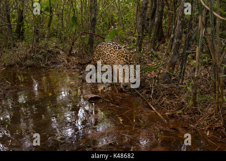 Una Jaguar esplora una piccola insenatura di acqua all'interno di una foresta in Brasile Centrale Foto Stock