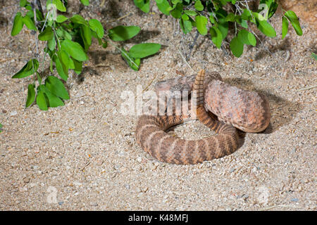 Tiger Rattlesnake Crotalus tigri Tucson Pima County, Arizona, Stati Uniti 28 agosto 2017 dai Viperidi adulti Foto Stock