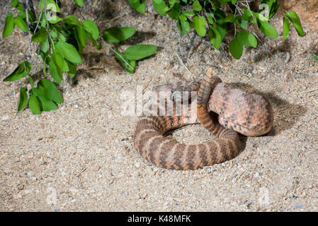 Tiger Rattlesnake Crotalus tigri Tucson Pima County, Arizona, Stati Uniti 28 agosto 2017 dai Viperidi adulti Foto Stock