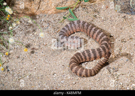 Tiger Rattlesnake Crotalus tigri Tucson Pima County, Arizona, Stati Uniti 28 agosto 2017 dai Viperidi adulti Foto Stock