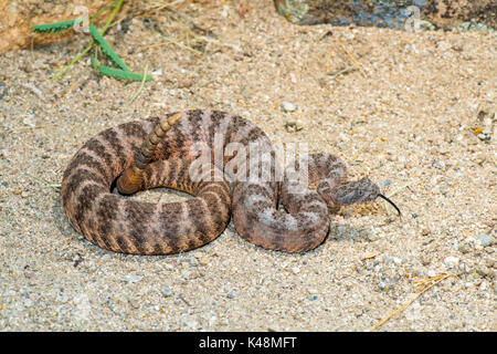 Tiger Rattlesnake Crotalus tigri Tucson Pima County, Arizona, Stati Uniti 28 agosto 2017 dai Viperidi adulti Foto Stock