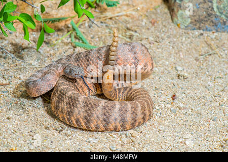 Tiger Rattlesnake Crotalus tigri Tucson Pima County, Arizona, Stati Uniti 28 agosto 2017 dai Viperidi adulti Foto Stock