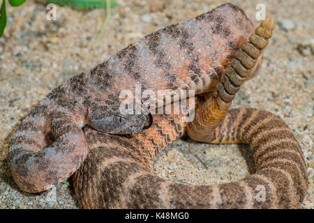 Tiger Rattlesnake Crotalus tigri Tucson Pima County, Arizona, Stati Uniti 28 agosto 2017 dai Viperidi adulti Foto Stock