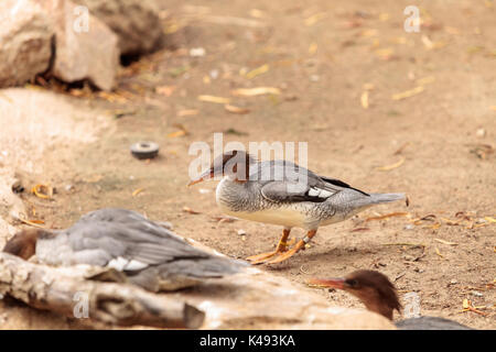 Femmina scagliose facciate Mergus merganser squamatus con una testa rossa si trova nelle foreste dell'Asia orientale Foto Stock