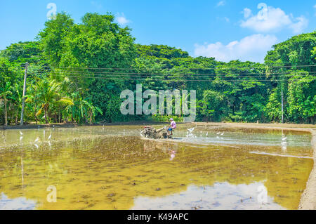 Okkampitiya, sri lanka - 3 dicembre 2016: l'agricoltore pozzanghere il suo campo di riso, utilizzando la trazione a due ruote del trattore con un coltivatore, il bianco aironi seguirlo in Foto Stock