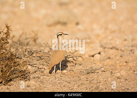 Color crema Courser Cursorius cursor Furtuventura Isole Canarie Foto Stock