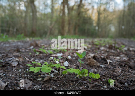 Wood Sorrel Oxalis acetosella in bosco North Norfolk primavera Foto Stock