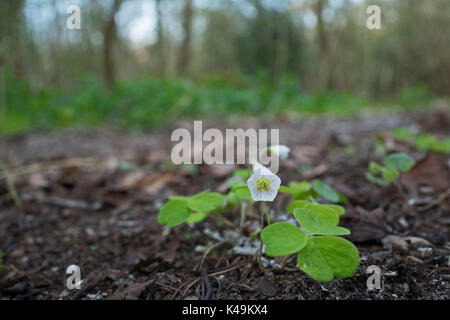 Wood Sorrel Oxalis acetosella in bosco North Norfolk primavera Foto Stock