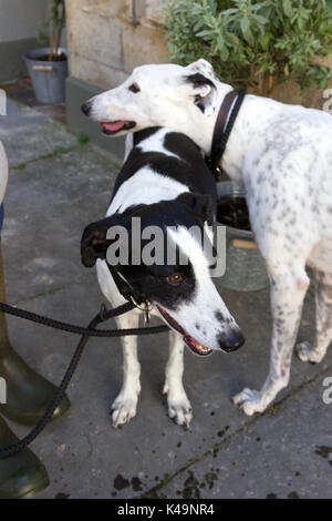 Lurcher e cani Greyhound Foto Stock