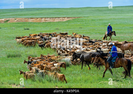 Un allevamento di capre Kashmir nella steppa Mongola, Mongolia Foto Stock