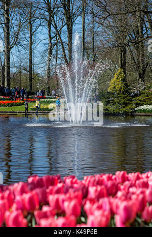 In Keukenhof giardini di fiori Lisse, Paesi Bassi Foto Stock