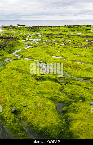 Alghe sommersa sulle rocce costiere durante la bassa marea nel Largo Bay, Lower Largo, Fife, Scozia, Regno Unito Foto Stock