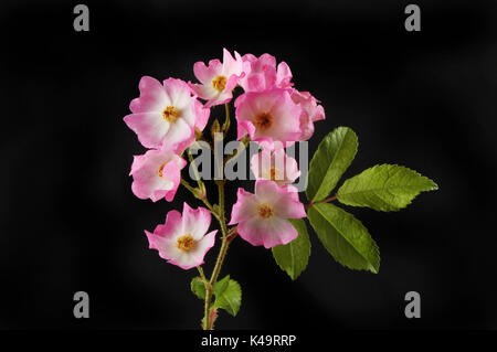 Rosa pastello rosa in miniatura fiori e fogliame isolata contro uno sfondo nero Foto Stock