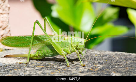 Femmina Cavalletta verde seduto al sole Foto Stock